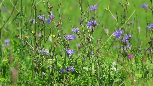 Campo flores azules — Vídeo de stock