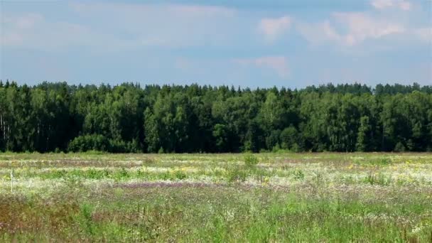 Scadenza di una vista sulla campagna — Video Stock