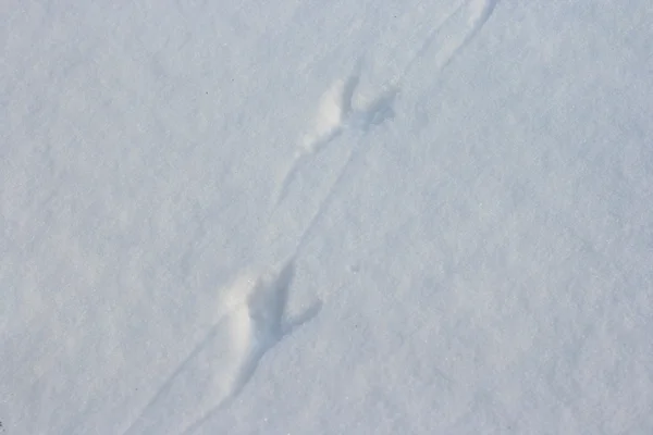 Vogelspuren im Schnee — Stockfoto