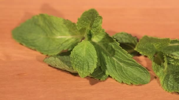 Planta de menta verde sobre una mesa de madera — Vídeo de stock