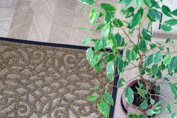 Ficus benjamin with leaves in home interior. green leaves of a ficus — Stock Image Ficus benjamin with leaves in home interior. green leaves of a ficus Stock Photo
