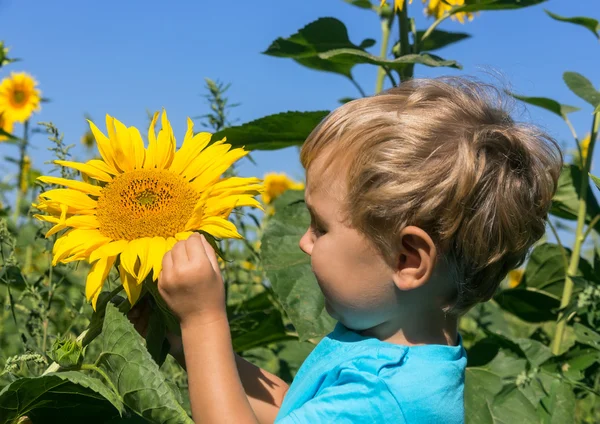 Inquisitive child considers sunflower in the field — Stock Photo, Image