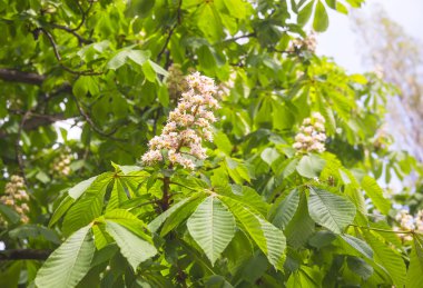 çiçek açması kestane