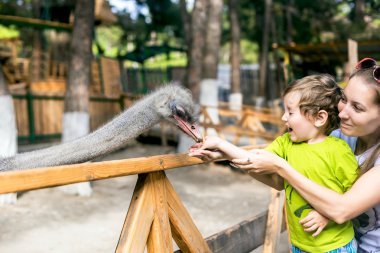 Strauss yiyecek bir çocuğun elinden alır