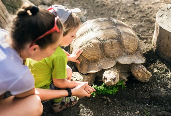 Grande tortue de sable et garçon — Photo