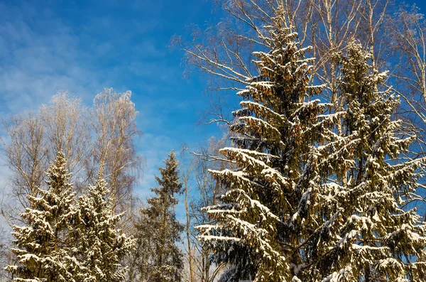 冬の空の背景の雪に覆われた森 — ストック写真