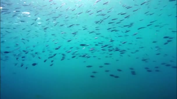 Escola de peixes na água do mar — Vídeo de Stock