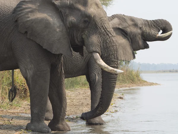 Elefante africano in Malawi — Foto Stock