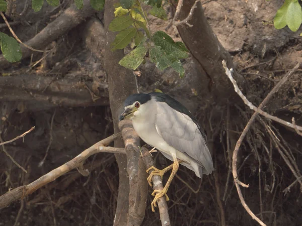 Een Afrikaanse vogel — Stockfoto