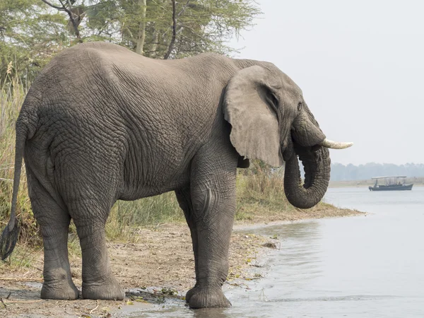 Elefante africano in Malawi — Foto Stock