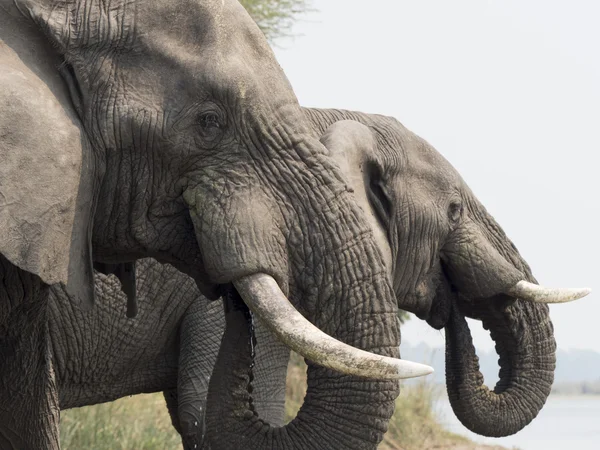 Elefante africano en Malawi — Foto de Stock