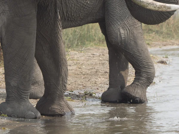 말라위에서 아프리카 코끼리 — 스톡 사진