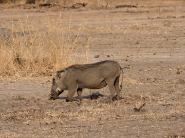Afrika Savannah Warthog