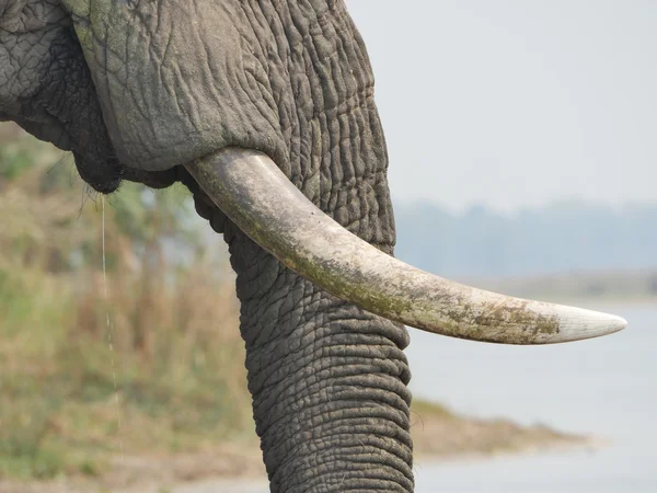 Elefante africano en Malawi — Foto de Stock