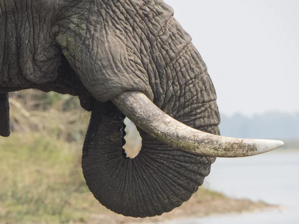 Elefante africano en Malawi — Foto de Stock
