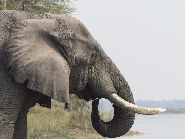 African elephant on the shore of the Malawi lake