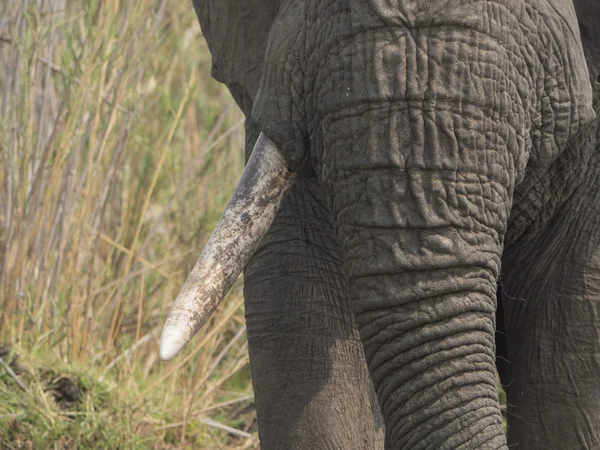 Африканський слон в Малаві — стокове фото