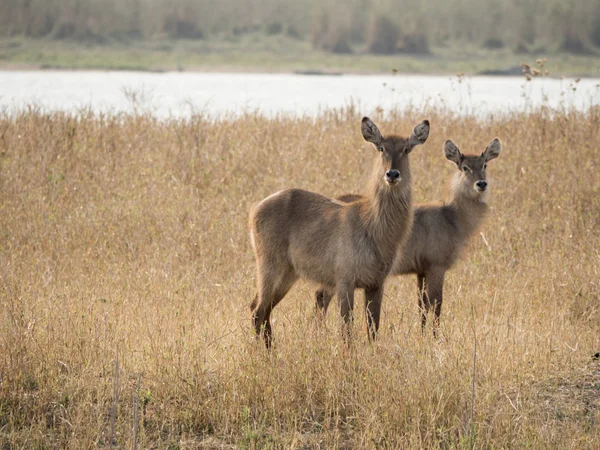 Impala in der afrikanischen Savanne — Stockfoto