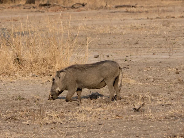 Warthog in the African savannah Stock Image