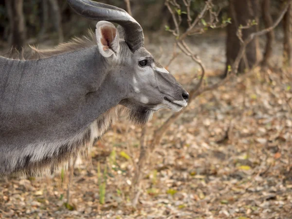 Kudu antílope masculino — Fotografia de Stock