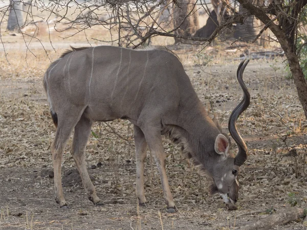 Куду-самка антилопы — стоковое фото