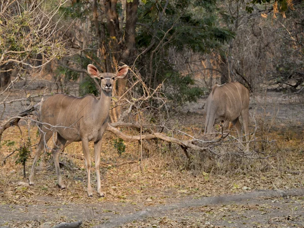 Impala in der afrikanischen Savanne — Stockfoto