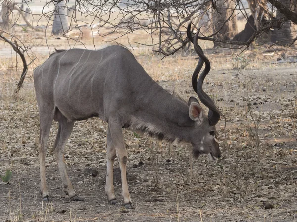 Куду-самка антилопы — стоковое фото