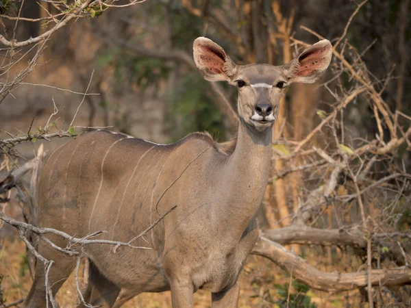 Impala i den afrikanska savannen — Stockfoto