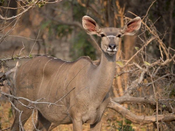 Impala v africké savaně — Stock fotografie