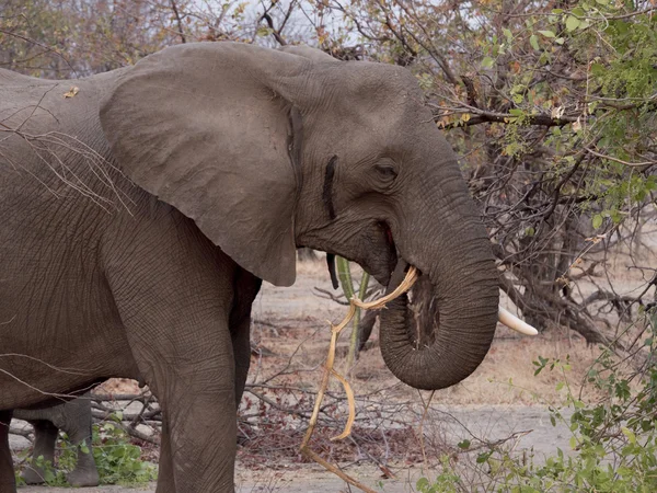 Elefante africano en la sabana — Foto de Stock