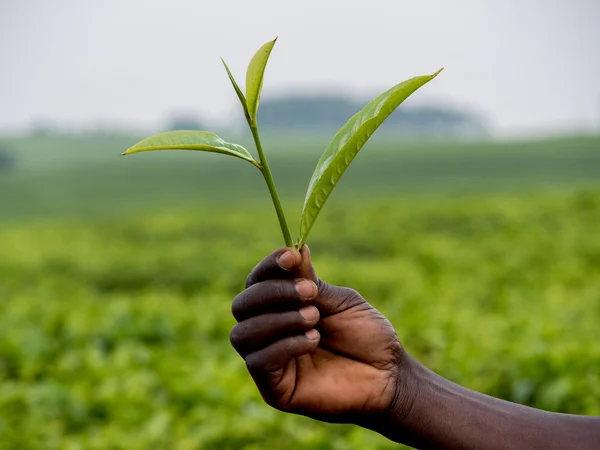 Hojas de té — Foto de Stock