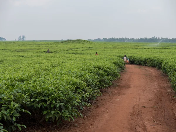 Tea cultivation in Malawi — Stock Photo, Image