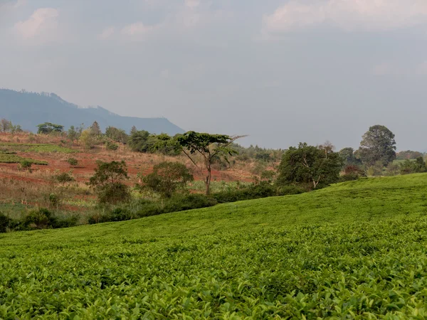 Καλλιέργεια τσαγιού στο Μαλάουι — Φωτογραφία Αρχείου
