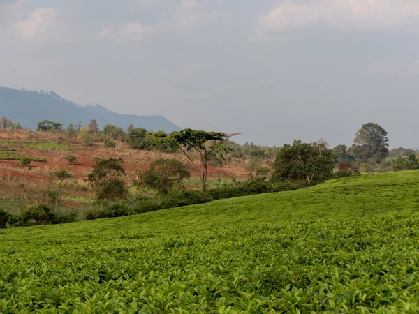 Cultivo de té en Malawi — Foto de Stock