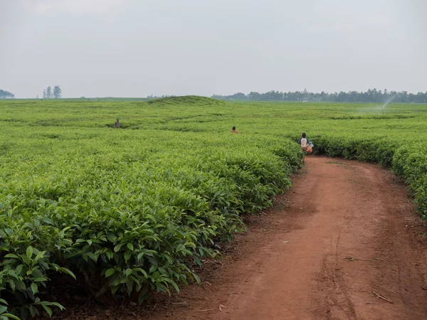 Te odling i Malawi Stockbild