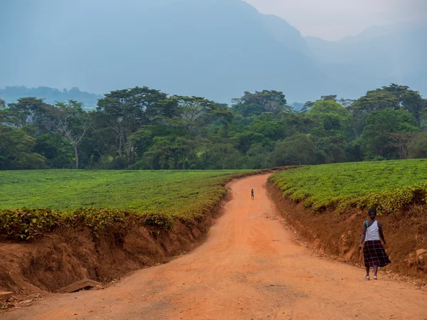 Teeanbau in Malawi — Stockfoto