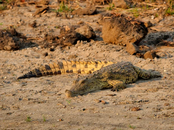 Coccodrillo nel parco del Malawi — Foto Stock