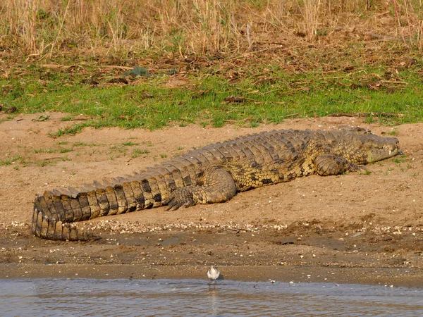 Coccodrillo nel parco del Malawi — Foto Stock