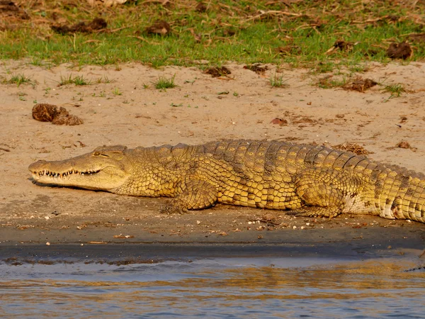 Coccodrillo nel parco del Malawi — Foto Stock