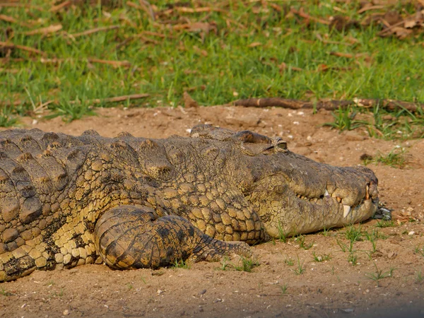 Krokodýl v parku Malawi — Stock fotografie