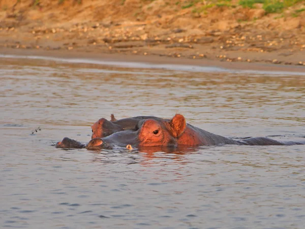 Ippopotami nel parco del Malawi — Foto Stock