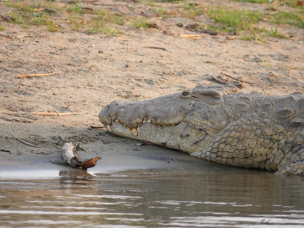 Krokodýl v Malawi — Stock fotografie