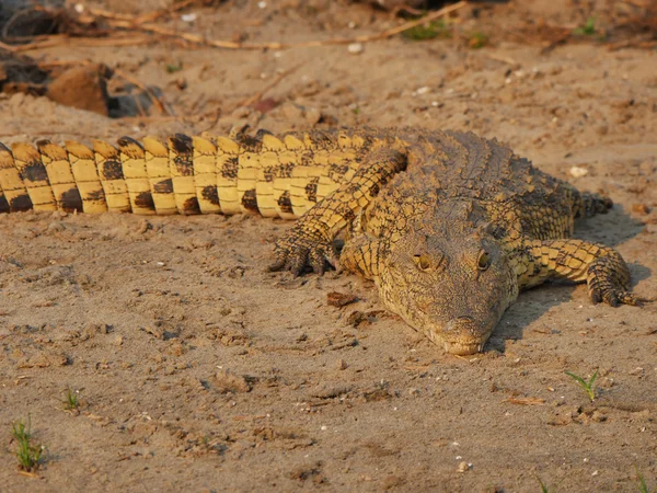 Krokodýl v Malawi — Stock fotografie