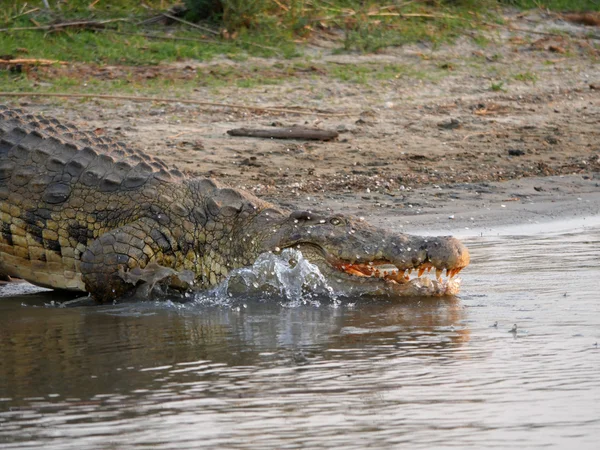 Crocodile in Malawi — Stock Photo, Image