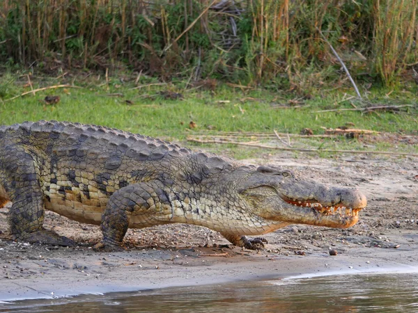 Coccodrillo in Malawi — Foto Stock