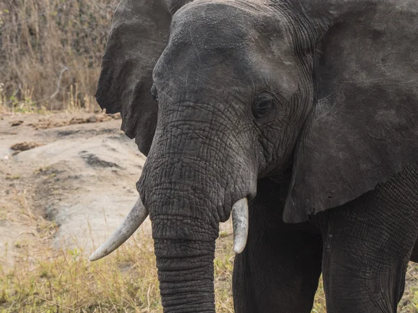 Un elefante en Malawi — Foto de Stock