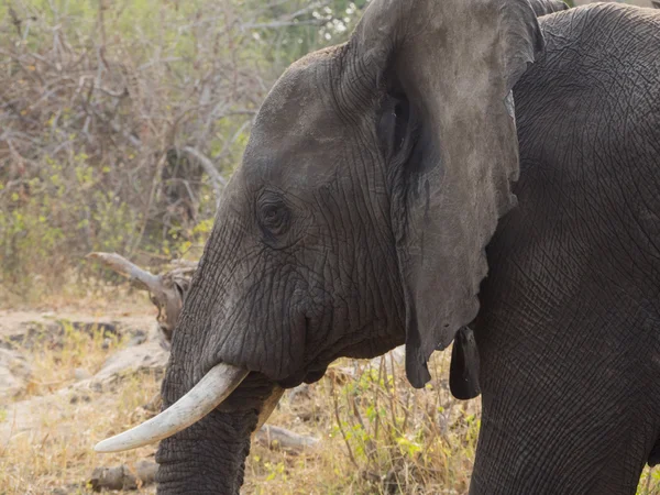 Un elefante en Malawi — Foto de Stock