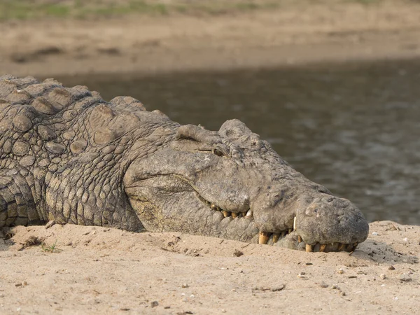 Un grande coccodrillo — Foto Stock