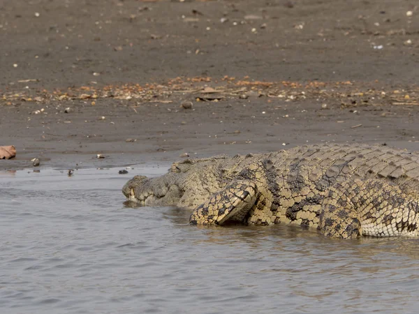 Krokodýl v parku Malawi — Stock fotografie