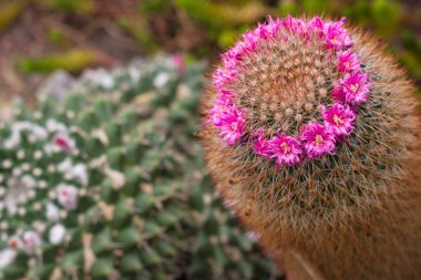 Pembe çiçekli kaktüsler